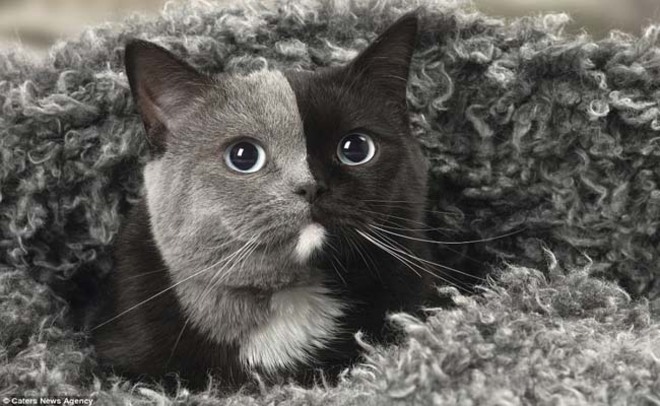 - कई वैज्ञानिक इस बिल्ली पर रिसर्च कर रहे है कि एक ही चेहरे पर दो रंगों के फर कैसे विकसित हुए।