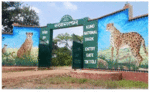 कूनो नेशनल पार्क में 17 से 23 दिसंबर तक चीता उत्सव, आम लोग भी उठा सकेंगे लुत्फ