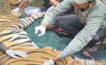 आदमखोर हो चुके बांधवगढ़ नेशनल पार्क के दो बाघों की छिनी आजादी, भेजे गए भोपाल