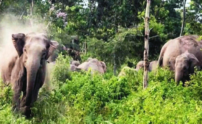 वन विभाग के कर्मचारी को हाथियों के झुंड ने कुचला, गांव में घुसने से रोकने की कर रहे थे कोशिश