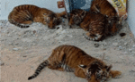 आंध्र प्रदेश के एक गांव में दिखे बाघ के 4 शावक, इलाके में दशहत का माहौल