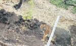 इंदौर में नंदलाई घाटी के पास दिखा एक बार फिर बाघ, दहशत में ग्रामीण, वन विभाग ने जारी किया अलर्ट