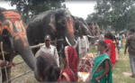 बांधवगढ़ टाइगर रिजर्व में चल रही हाथियों की पिकनिक, खूब हो रही आवभगत