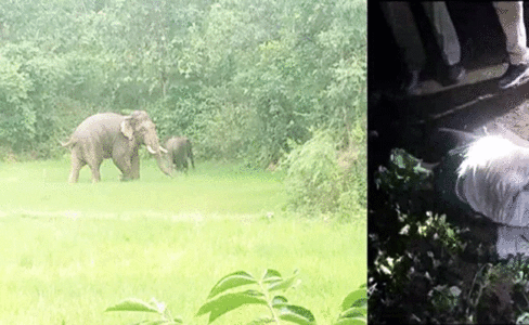 नशे में होने से भाग नहीं पाया ग्रामीण, हाथी ने कुचलकर मार डाला