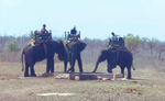6 हाथियों की मदद से पन्ना के रिहायशी इलाके में डेरा जमाए बाघिन को टाइगर रिजर्व की टीम ने किया रेस्क्यू