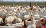 बर्ड फ्लू फैलने के बाद जापान में 57 हजार से अधिक मुर्गियों को मारा गया