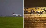 मुंबई हवाई अड्डे पर उतरने वाला विमान राजहंस के झुंड में उड़ा 40 पक्षी की मौत, सुरक्ष‍ित लैंड हुआ विमान