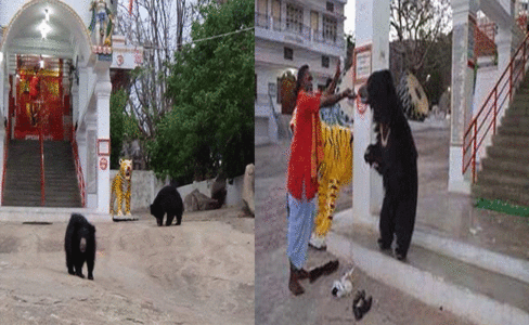 इस देवी मंदिर में आरती के समय रोज आते हैं जंगली भालू, जानिए- इसके पीछे की असली कहानी