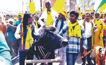 बंगाल में भैसे पर सवार होकर भेड़-बकरियों के साथ नामांकन पत्र जमा करने पहुंचे अजीत